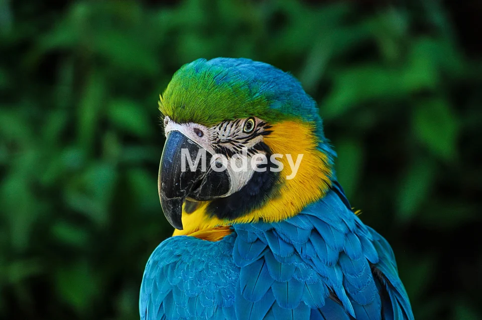 Adorable animals photo pack